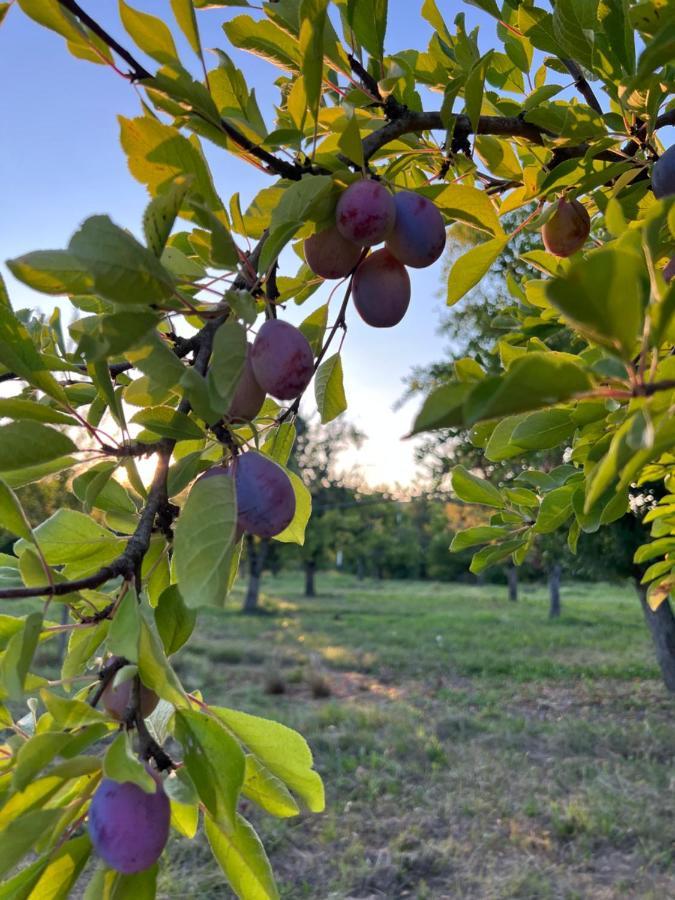 La Bastide Portoly B&B "Pruneaux" Penne-dʼAgenais Dış mekan fotoğraf